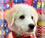 Small Great Pyrenees