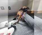 Small #1 Boxer Mix
