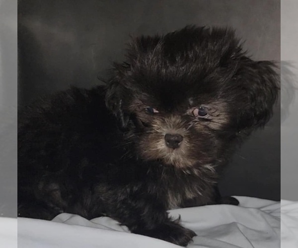Medium Photo #5 Shih Tzu Puppy For Sale in BRANDON, FL, USA