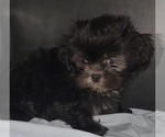 Small #4 Shih Tzu