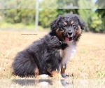 Small Photo #2 Australian Shepherd Puppy For Sale in CHEHALIS, WA, USA