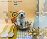Puppy 5 Golden Retriever-Samoyed Mix