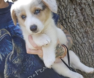 Pembroke Welsh Corgi Puppy for Sale in MILTON, Wisconsin USA