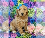 Small Photo #1 Goldendoodle (Miniature) Puppy For Sale in KIRKWOOD, PA, USA