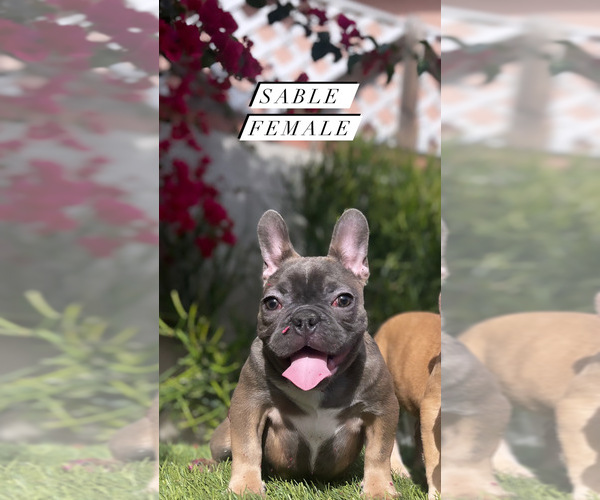 Medium Photo #4 French Bulldog Puppy For Sale in LOS ANGELES, CA, USA