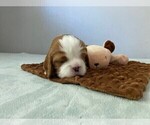 Small Photo #7 Cavalier King Charles Spaniel Puppy For Sale in MIAMI, FL, USA