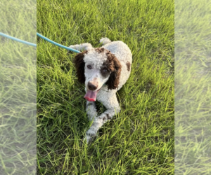Father of the Goldendoodle puppies born on 03/13/2025