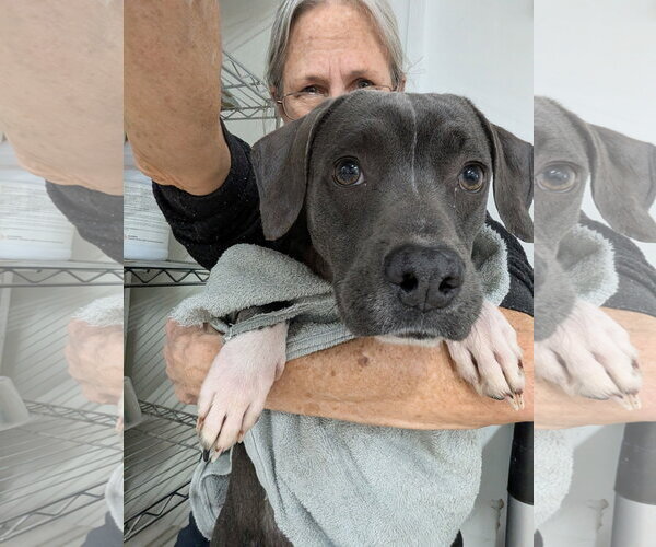 Medium Photo #9 Mutt Puppy For Sale in Murfreesboro, NC, USA