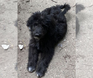 Aussiedoodle Puppy for sale in MOUNT CLEMENS, MI, USA