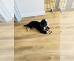 Small #2 Bernedoodle-Bernese Mountain Dog Mix