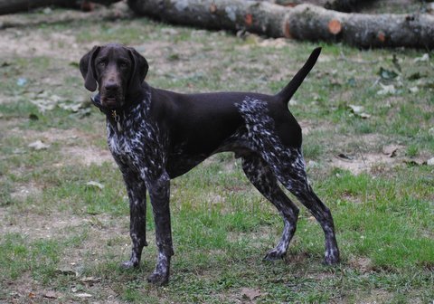 Medium Photo #1 German Shorthaired Pointer Puppy For Sale in STANFIELD, NC, USA