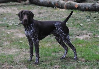 Father of the German Shorthaired Pointer puppies born on 05/14/2017