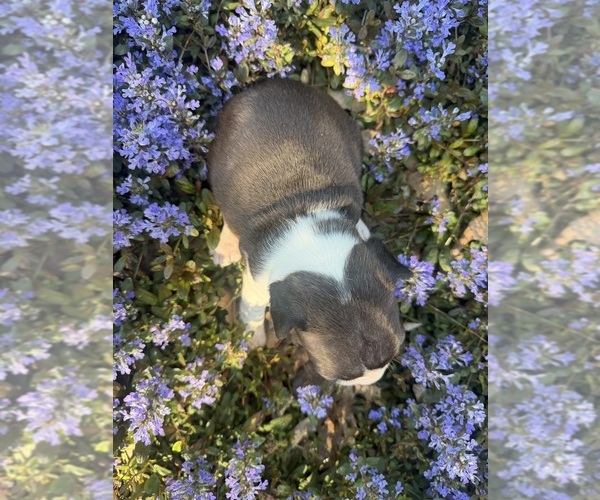 Medium Photo #10 Boston Terrier Puppy For Sale in FREDONIA, KS, USA