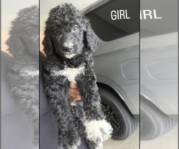 Medium Photo #2 Goldendoodle Puppy For Sale in CLARKSVILLE, TN, USA