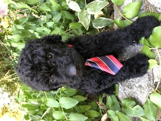 Goldendoodle Puppy for sale in ANDERSON, CA, USA