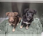 Small #8 Siberian Husky Mix