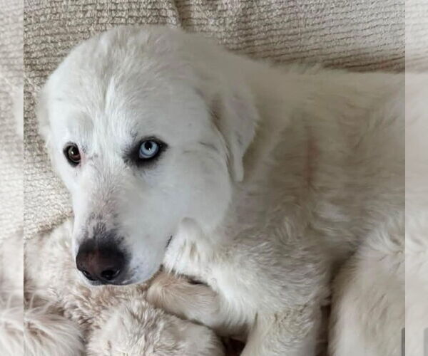 Medium Photo #3 Great Pyrenees Puppy For Sale in Hamilton, MT, USA