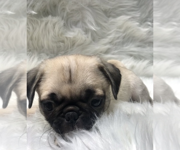 Medium Photo #6 Pug Puppy For Sale in CANTON, CT, USA