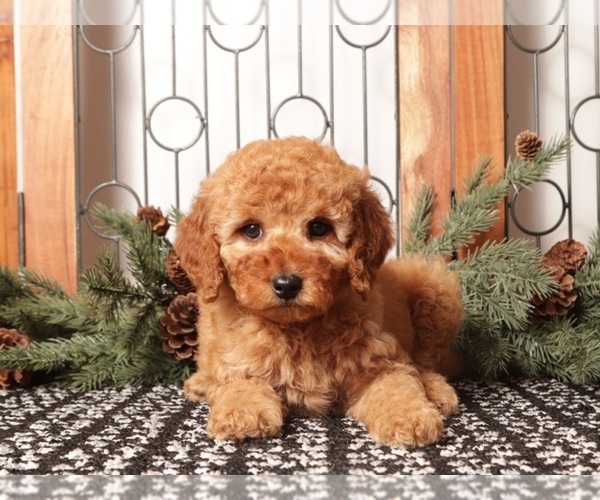 Medium Photo #2 Goldendoodle (Miniature) Puppy For Sale in NAPLES, FL, USA