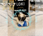 Puppy CKC Loki Shih Tzu