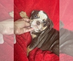 Small Photo #4 English Bulldog Puppy For Sale in BOSTON, MA, USA