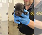 Small Labrador Retriever Mix