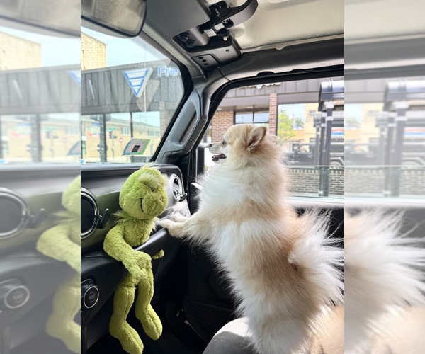 Medium Photo #1 Pomeranian Puppy For Sale in CHICAGO, IL, USA