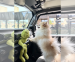 Small Photo #1 Pomeranian Puppy For Sale in CHICAGO, IL, USA