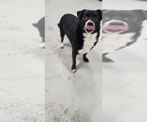 Medium Photo #3 Chihuahua Puppy For Sale in Studio City, CA, USA