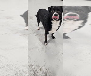 Ramsey #3934 - Male Chihuahua Dog for Adoption - Photo #3