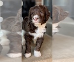 Small Photo #2 Bernedoodle Puppy For Sale in BLUE SPRINGS, MO, USA