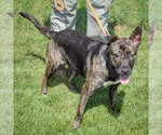 Small #1 Holland Shepherd-Mountain Cur Mix