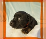 Small Photo #2 Labrottie-Rottweiler Mix Puppy For Sale in SHARON, NH, USA