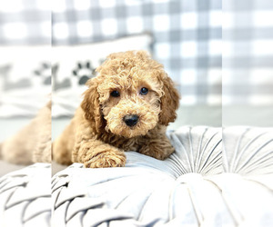 Goldendoodle (Miniature) Puppy for sale in MARIETTA, GA, USA