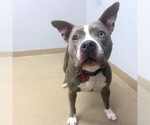 American Staffordshire Terrier Dogs for adoption in Aurora, CO, USA