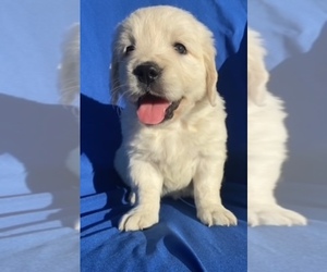 English Cream Golden Retriever Puppy for sale in SANTA ANA, CA, USA