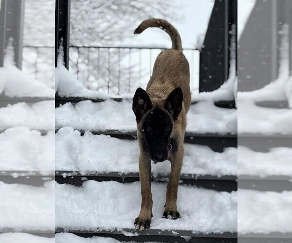 Medium Photo #2 Mutt Puppy For Sale in Imlay City, MI, USA