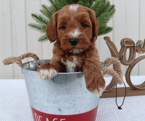 Goldendoodle (Miniature) Puppy for sale in HONEY BROOK, PA, USA