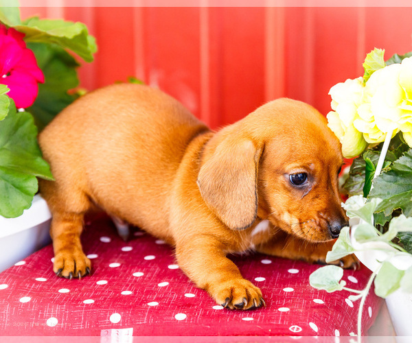 Medium Photo #7 Dachshund Puppy For Sale in WAKARUSA, IN, USA