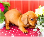 Small #6 Dachshund