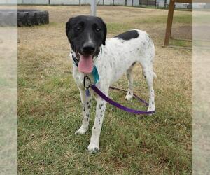 Labrador Retriever-Unknown Mix Dogs for adoption in San Antonio, TX, USA