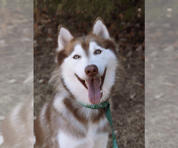 Medium Photo #1 Siberian Husky Puppy For Sale in Carrollton, TX, USA