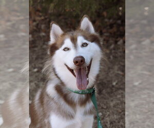 Siberian Husky Dogs for adoption in Carrollton, TX, USA