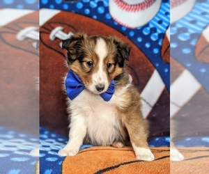 Shetland Sheepdog Puppy for sale in OXFORD, PA, USA