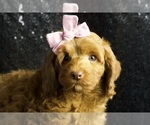 Puppy Amber F1B Cavapoo