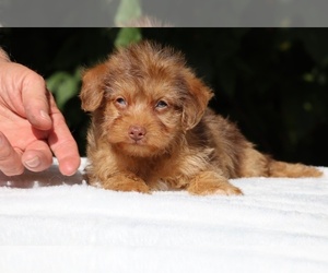 Yorkiepoo mix (+ Poodle Toy) Puppy for sale in DYERSBURG, TN, USA
