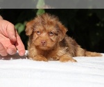 Image preview for Ad Listing. Nickname: Colt