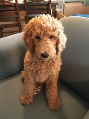 Medium Poodle (Standard)