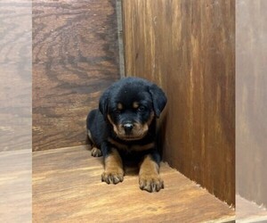 Rottweiler Puppy for sale in SHEFFIELD, IL, USA