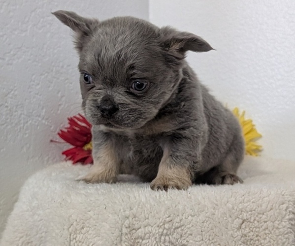 Medium Photo #8 French Bulldog Puppy For Sale in GOSHEN, IN, USA
